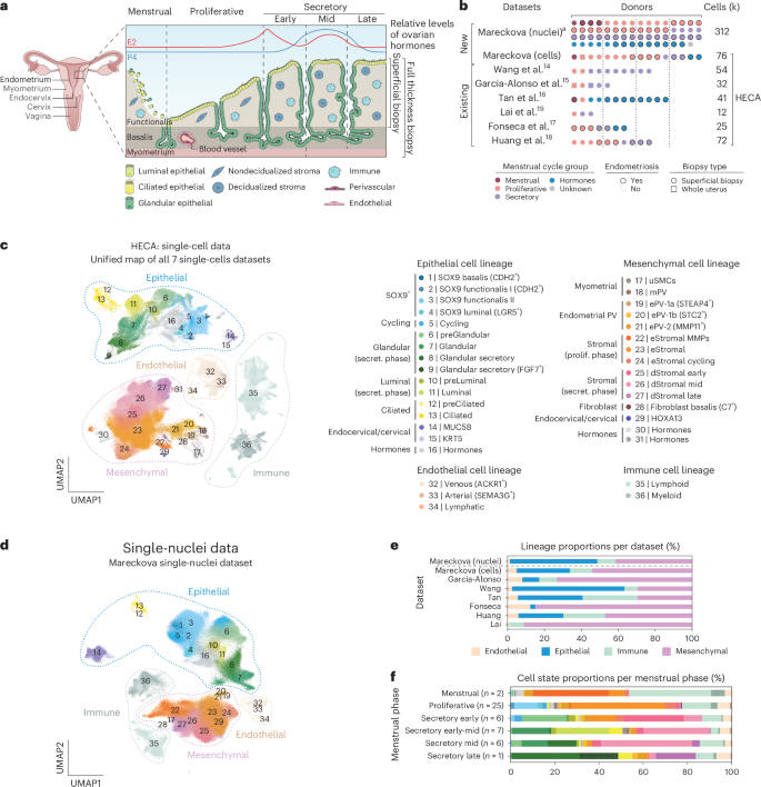 An integrated single-cell reference atlas of the human endometrium