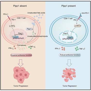 PD-1 signaling limits expression of phospholipid phosphatase 1 and promotes intratumoral CD8+ T cell ferroptosis