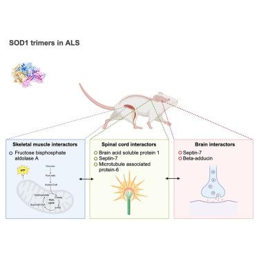 Unveiling the double-edged sword: SOD1 trimers possess tissue-selective toxicity and bind septin-7 in motor neuron-like cells