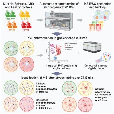 Patient iPSC models reveal glia-intrinsic phenotypes in multiple sclerosis.