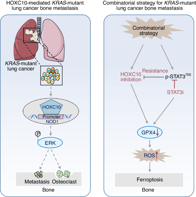 The HOXC10/NOD1/ERK axis drives osteolytic bone metastasis of pan-KRAS-mutant lung cancer.