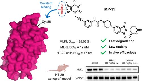 Discovery of Covalent MLKL PROTAC Degraders via Optimization of a Theophylline Derivative Ligand for Treating Necroptosis.