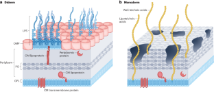 Terrabacteria: redefining bacterial envelope diversity, biogenesis and evolution