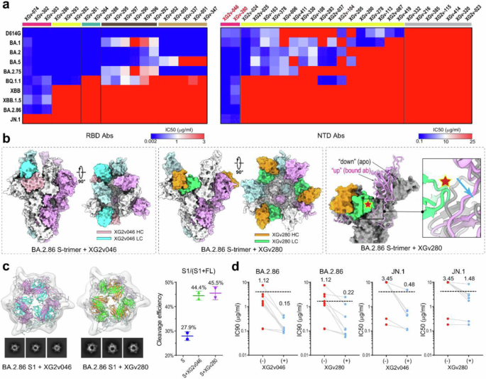 Enhancing RBD exposure and S1 shedding by an extremely conserved SARS-CoV-2 NTD epitope.