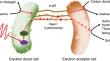 Direct interspecies electron transfer for environmental treatment and chemical electrosynthesis: A review