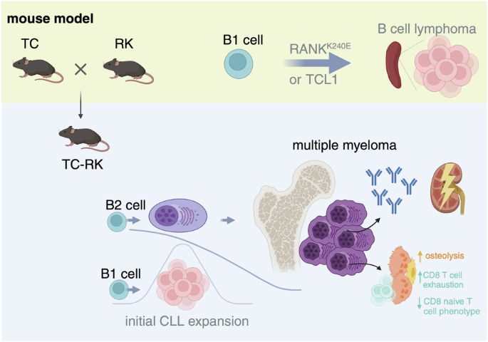 B-cell intrinsic RANK signaling cooperates with TCL1 to induce lineage-dependent B-cell transformation