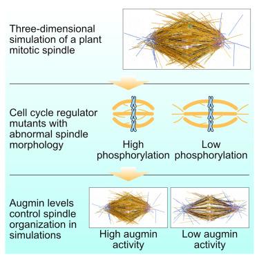 The cell cycle controls spindle architecture in Arabidopsis by activating the augmin pathway.