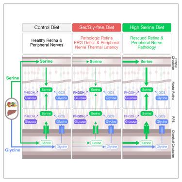 Serine and glycine physiology reversibly modulate retinal and peripheral nerve function.