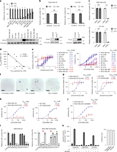 The unique catalytic properties of PSAT1 mediate metabolic adaptation to glutamine blockade