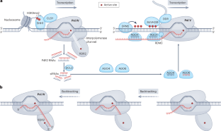 Epigenetic gene regulation in plants and its potential applications in crop improvement.