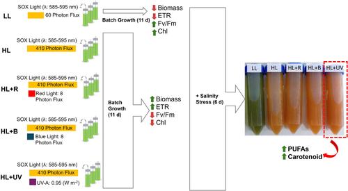 Increase in polyunsaturated fatty acids and carotenoid accumulation in the microalga Golenkinia brevispicula (Chlorophyceae) by manipulating spectral irradiance and salinity.