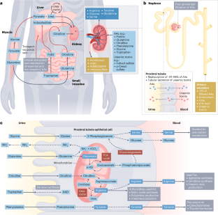 Amino acid metabolism in kidney health and disease