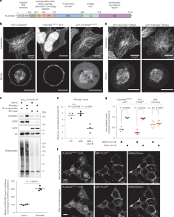 A phosphorylation-controlled switch confers cell cycle-dependent protein relocalization