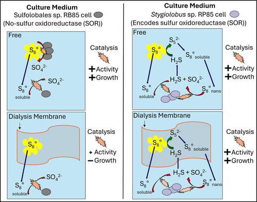 Acquisition of elemental sulfur by sulfur-oxidising Sulfolobales