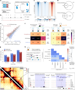 YY1-controlled regulatory connectivity and transcription are influenced by the cell cycle