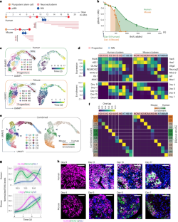 A human-specific progenitor sub-domain extends neurogenesis and increases motor neuron production