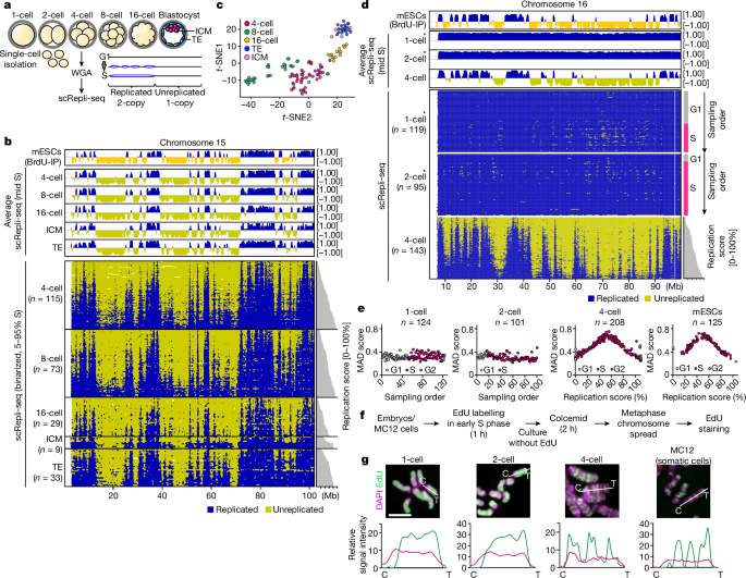 Embryonic genome instability upon DNA replication timing program emergence