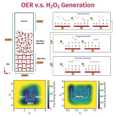 A metadynamics study of water oxidation reactions at (001)-WO3/liquid-water interface