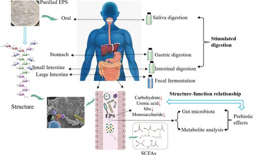 Simulated Gastrointestinal Digestion and Fecal Fermentation Characteristics of Exopolysaccharides Synthesized by <i>Schleiferilactobacillus harbinensis</i> Z171.