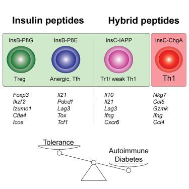 CD4+ T cells reactive to a hybrid peptide from insulin-chromogranin A adopt a distinct effector fate and are pathogenic in autoimmune diabetes