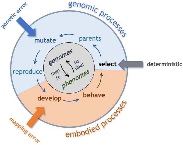 Embodied Computational Evolution: A Model for Investigating Randomness and the Evolution of Morphological Complexity.