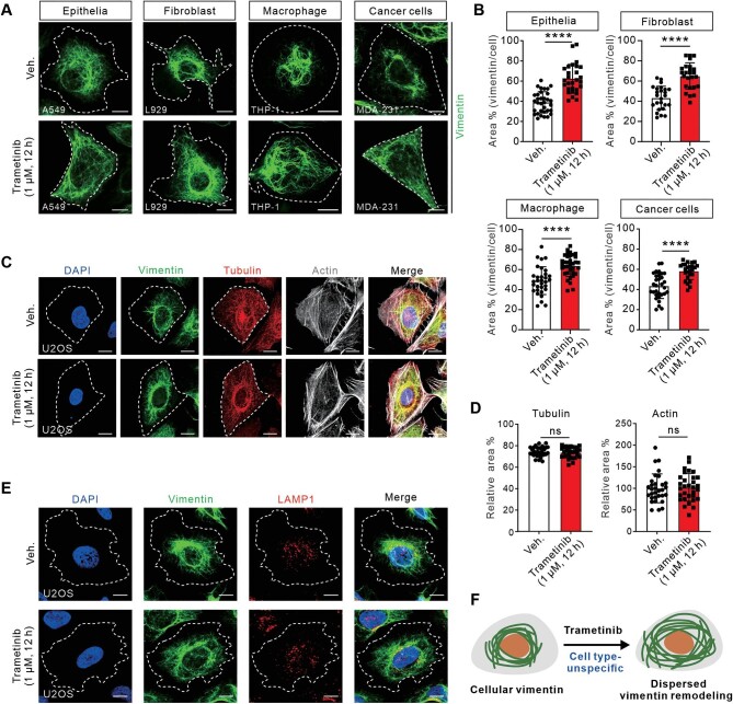 Discovery of Trametinib as an orchestrator for cytoskeletal vimentin remodeling.