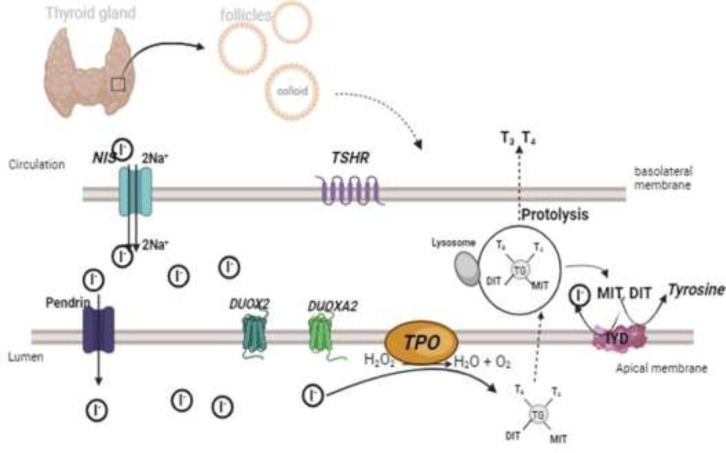 Diagnostic options, physiopathology, risk factors and genetic causes of permanent congenital hypothyroidism: A narrative review.