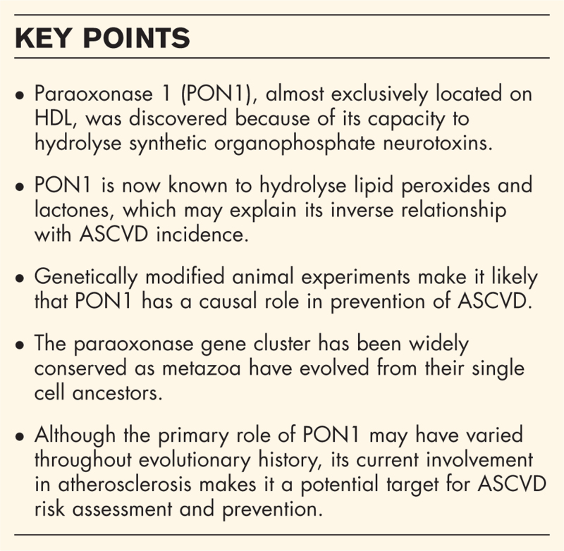 Paraoxonase 1: evolution of the enzyme and of its role in protecting against atherosclerosis.