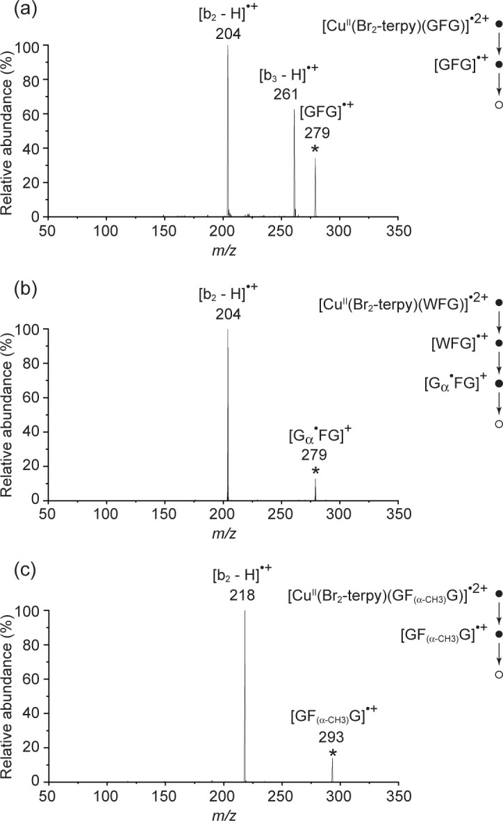 Structure and fragmentation chemistry of the peptide radical cations of glycylphenylalanylglycine (GFG).