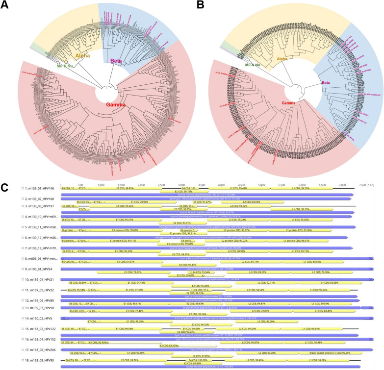 A retrospective study revealing complex viral diversity and a substantial burden of HPV infection in SARS-CoV-2 positive individuals, Sierra Leone.