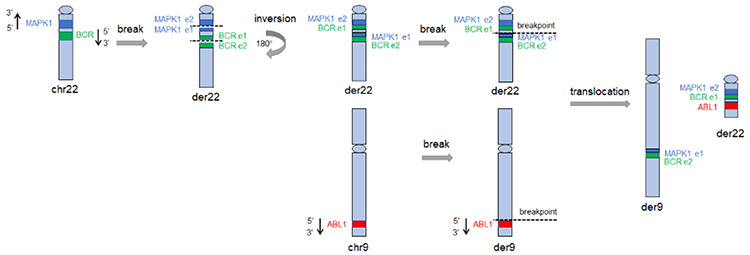 Identification of a Novel <i>MAPK1::BCR</i> Fusion Gene/t(9;22) (q34;q11) in a Case of Acute Promyelocytic Leukemia
