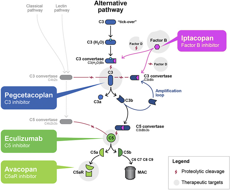 First Successful Treatment of a Patient with a Primary Immune Complex-Membranoproliferative Glomerulonephritis with Iptacopan: A Case Report.