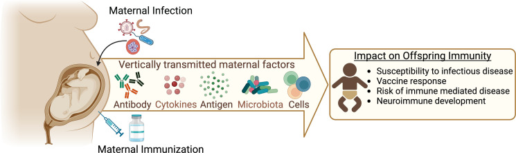 From Womb to World: Exploring the Immunological Connections between Mother and Child.