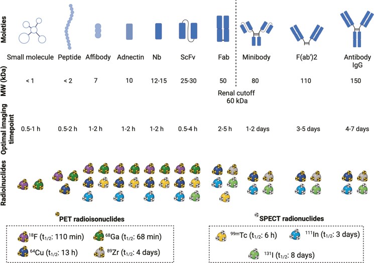 Advancements in nuclear imaging using radiolabeled nanobody tracers to support cancer immunotherapy.