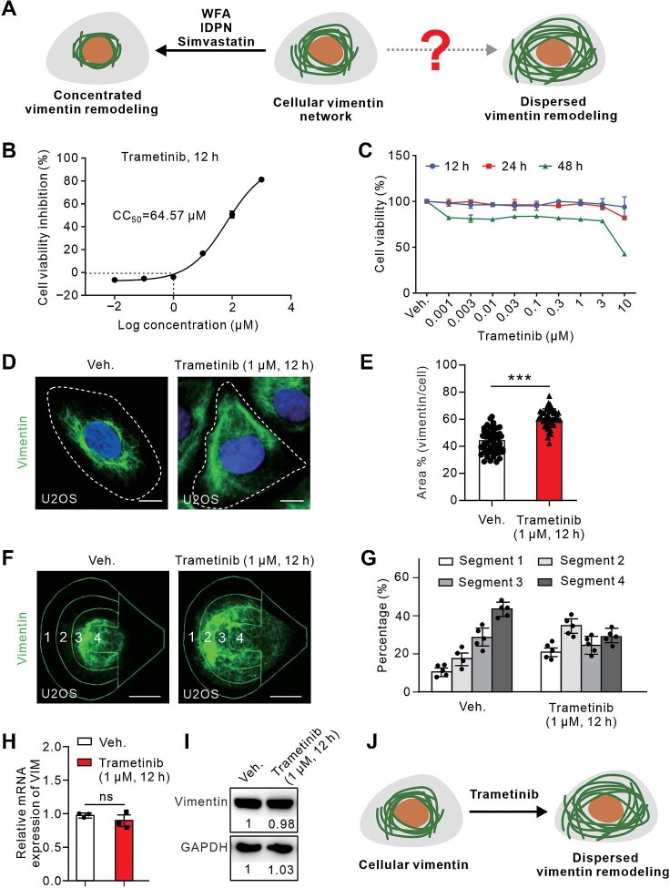 Discovery of Trametinib as an orchestrator for cytoskeletal vimentin remodeling.