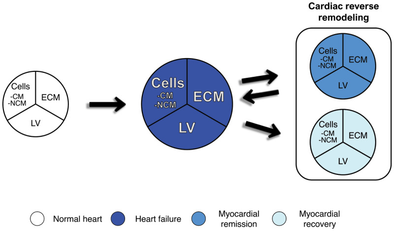 Learnings from the 2024 Utah Cardiac Recovery Symposium: A Roadmap for the Field of Myocardial Recovery.