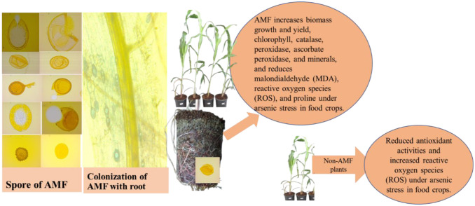 The reduction of abiotic stress in food crops through climate-smart mycorrhiza-enriched biofertilizer.