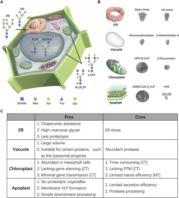Advances in Subcellular Accumulation Design for Recombinant Protein Production in Tobacco.