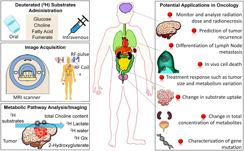Deuterium MR spectroscopy: potential applications in oncology research.