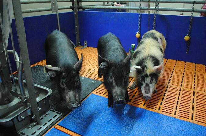 [Xenotransplantation of solid organs].