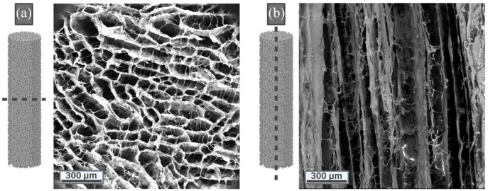 Dynamic three-dimensional coculture model: The future of tissue engineering applied to the peripheral nervous system.