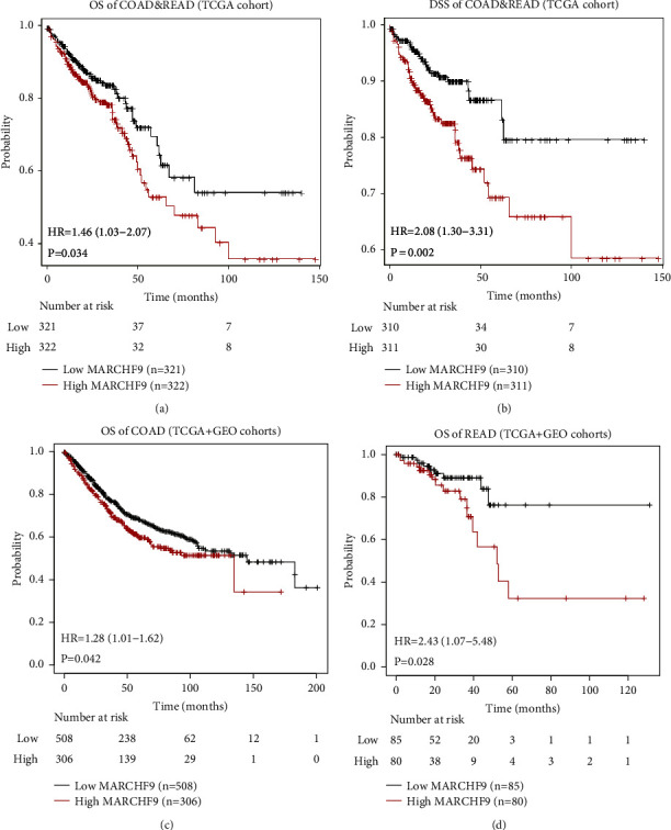 Investigating the Prognostic and Oncogenic Roles of Membrane-Associated Ring-CH-Type Finger 9 in Colorectal Cancer.