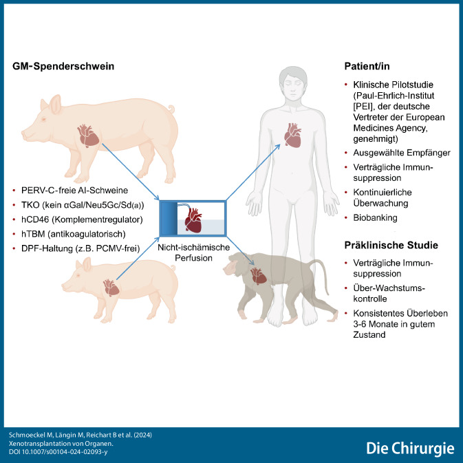 [Xenotransplantation of solid organs].
