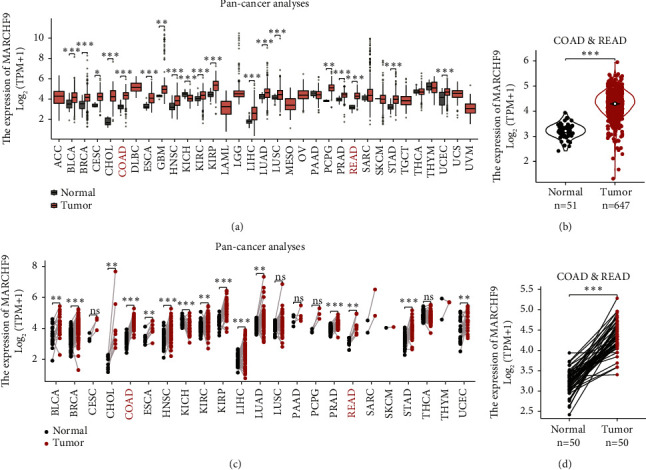 Investigating the Prognostic and Oncogenic Roles of Membrane-Associated Ring-CH-Type Finger 9 in Colorectal Cancer.