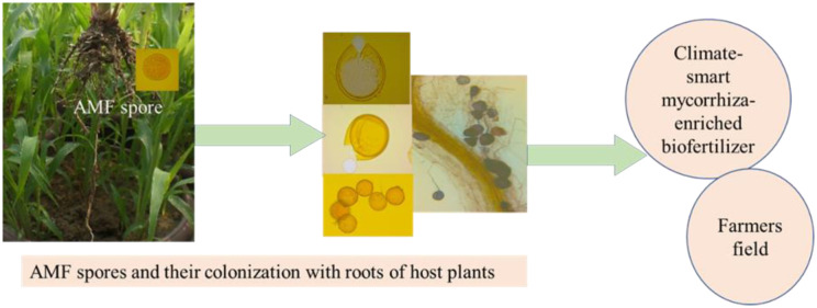 The reduction of abiotic stress in food crops through climate-smart mycorrhiza-enriched biofertilizer.