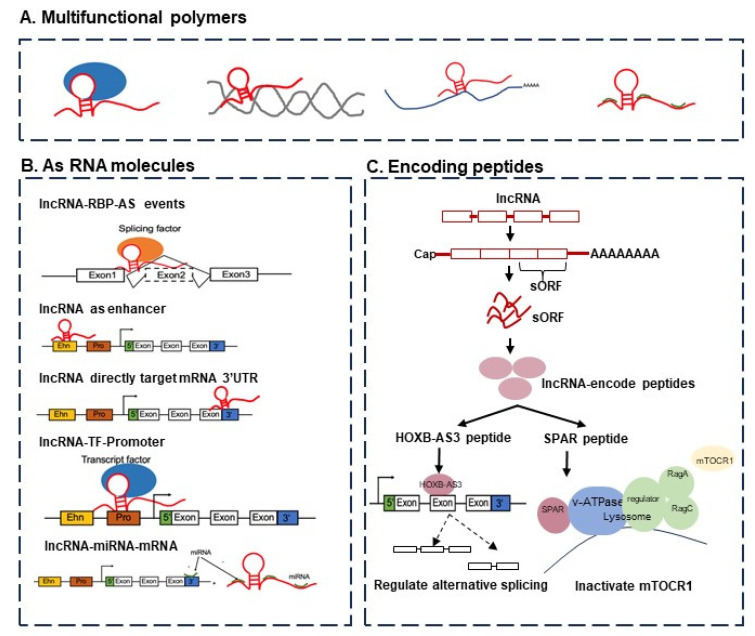 Challenges in LncRNA Biology: Views and Opinions.