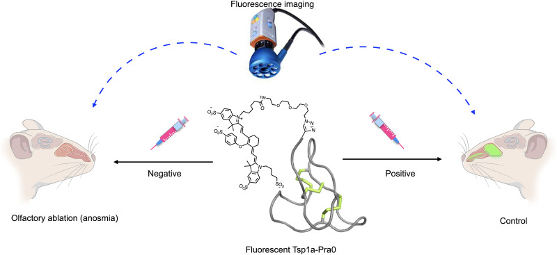 Noninvasive Diagnostic Method to Objectively Measure Olfaction and Diagnose Smell Disorders by a Molecularly Targeted Fluorescence Imaging Agent.
