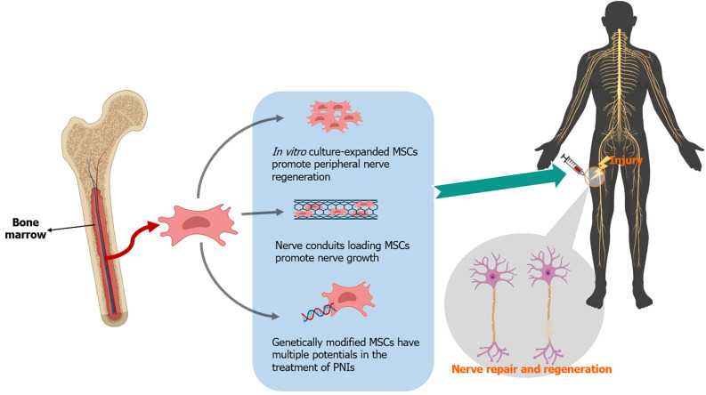 Bone marrow mesenchymal stem cells in treatment of peripheral nerve injury.