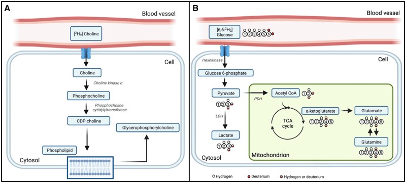 Deuterium MR spectroscopy: potential applications in oncology research.