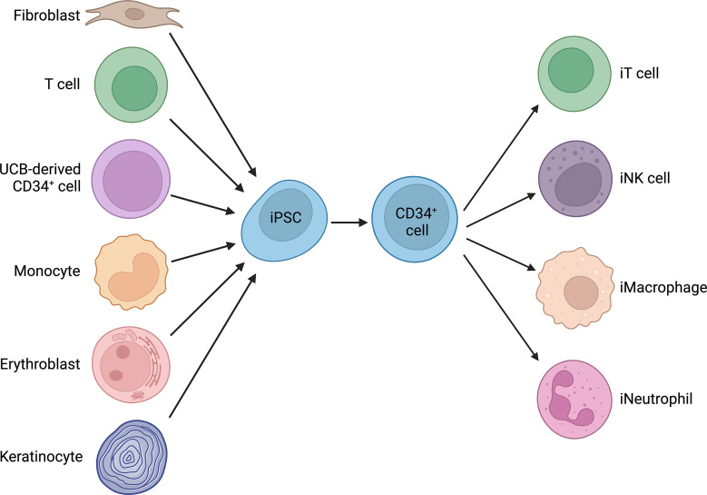 Adoptive Cell Therapy from the Dish: Potentiating Induced Pluripotent Stem Cells.